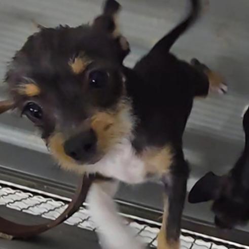 Nacho, a Adoptable Chihuahua in New Fairfield, CT image 6/6