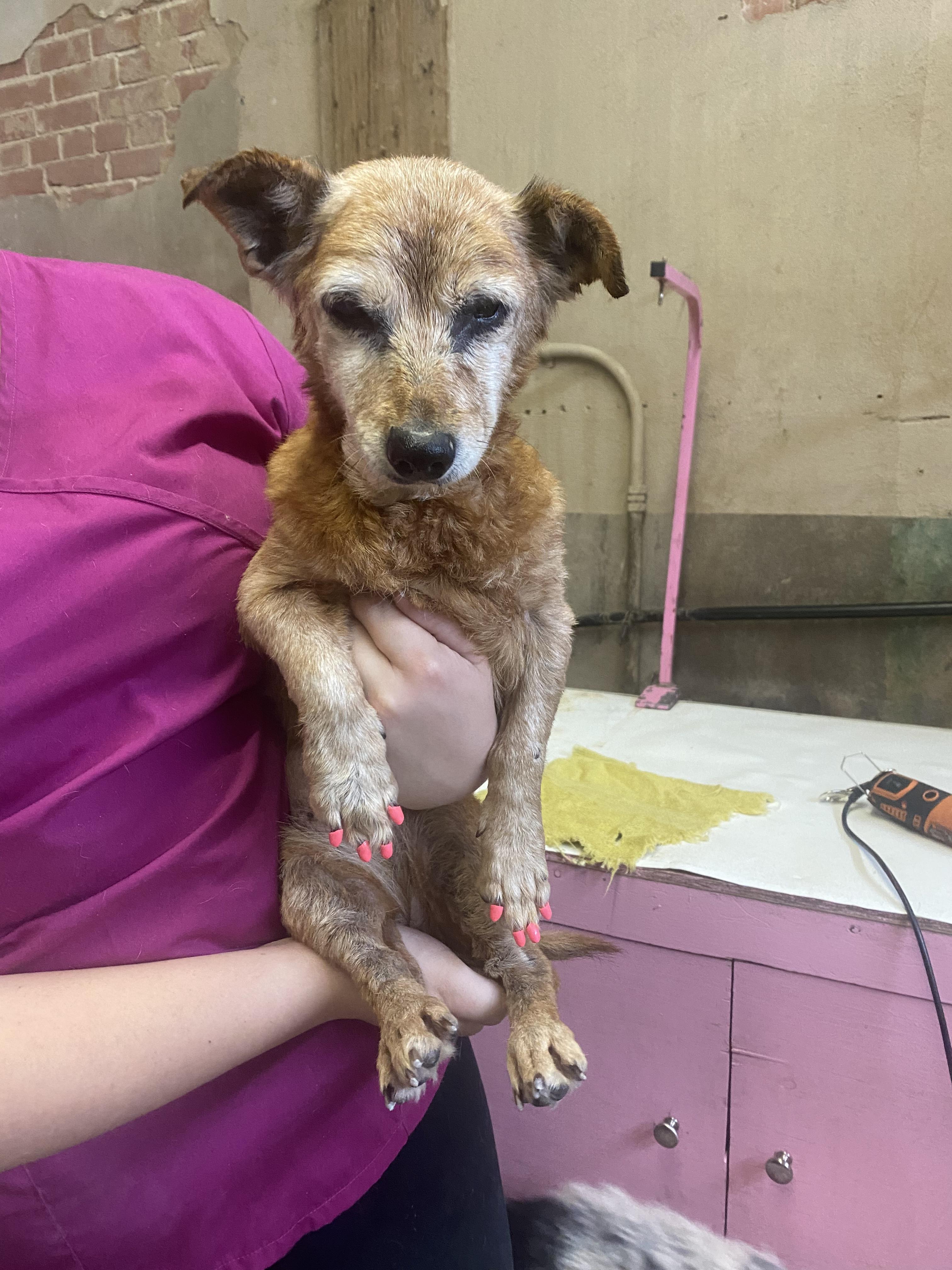 Enlarge Dolly, a Adopted Dachshund in Cuero, TX image 3/3