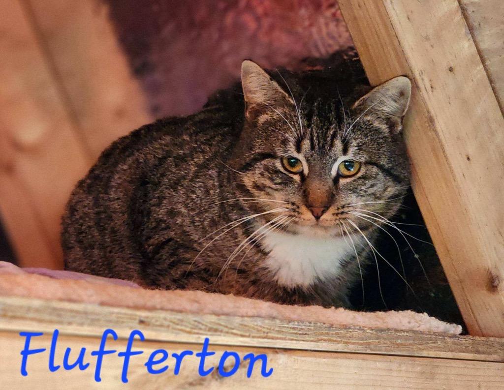 Flufferton, Adoptable, Adult Female Domestic Short Hair.