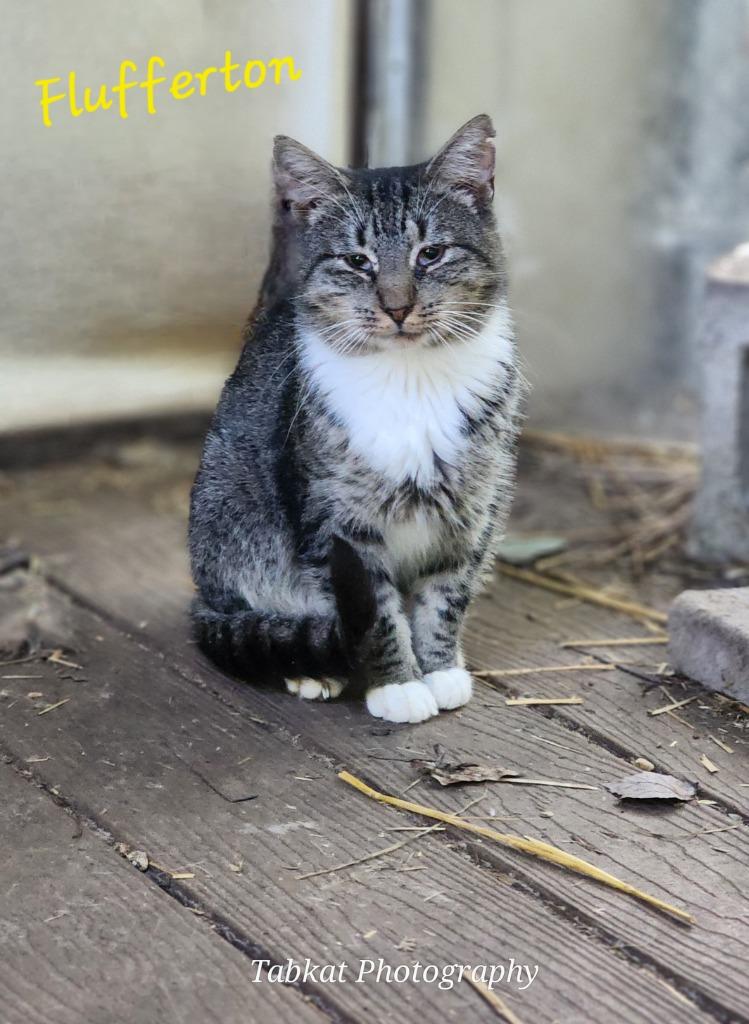 Flufferton, Adoptable, Adult Female Domestic Short Hair.