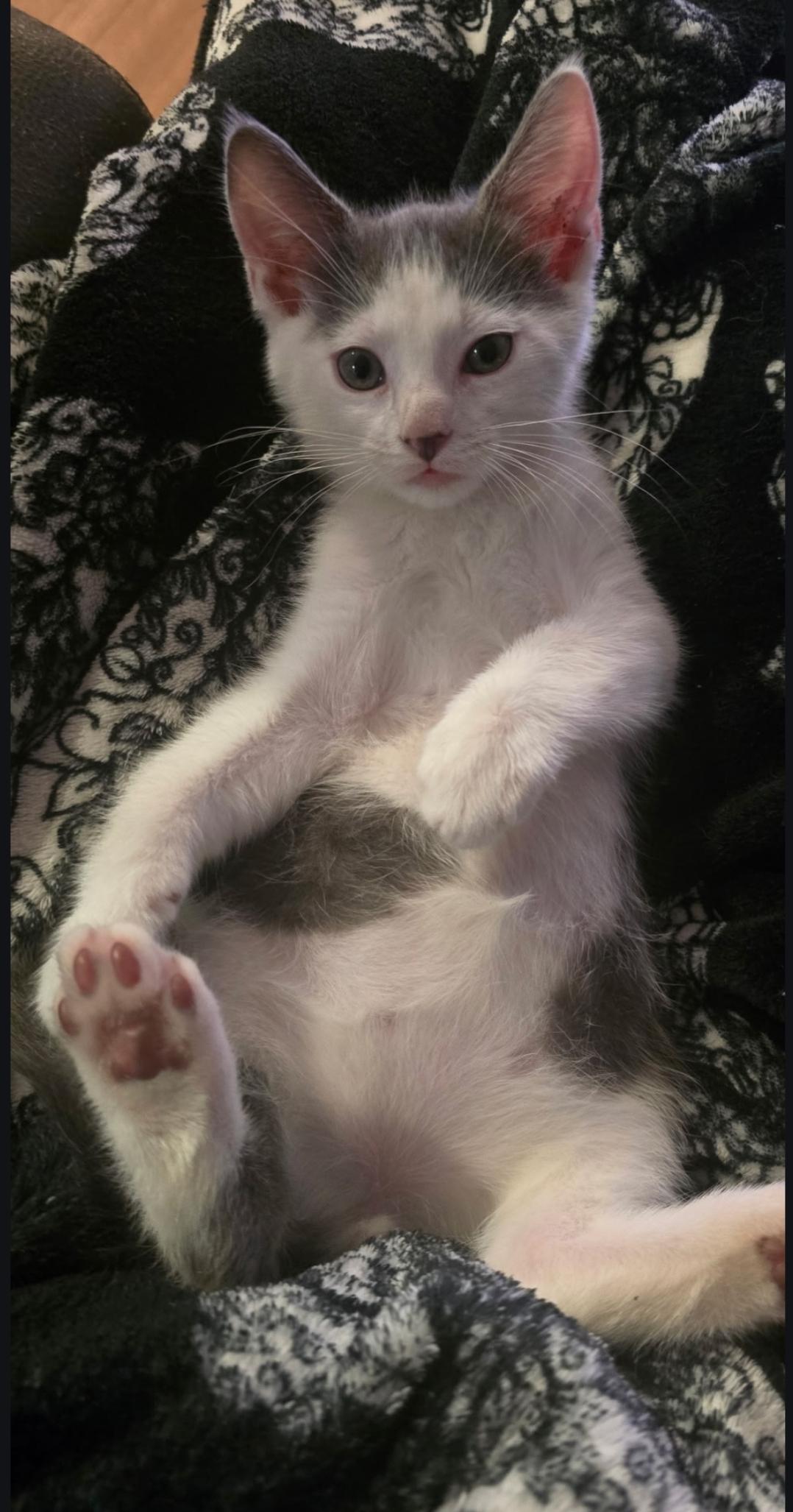 Marble ( Orlando Fl), a ADOPTABLE American Shorthair in Orlando, FL image 4/5