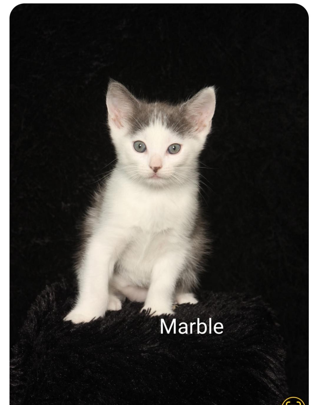 Marble ( Orlando Fl), a ADOPTABLE American Shorthair in Orlando, FL image 5/5