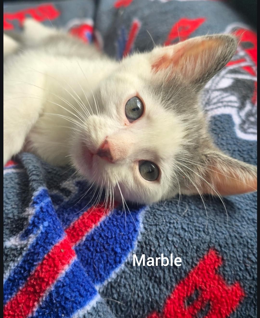 Marble ( Orlando Fl), a ADOPTABLE American Shorthair in Orlando, FL image 3/5