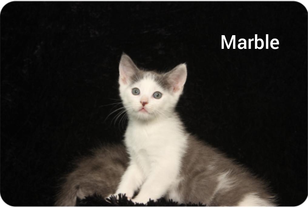 Marble ( Orlando Fl), ADOPTABLE, Kitten Female American Shorthair.