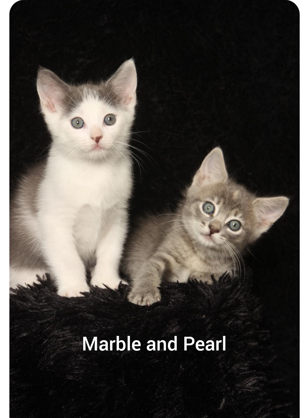Marble ( Orlando Fl), a ADOPTABLE American Shorthair in Orlando, FL image 2/5