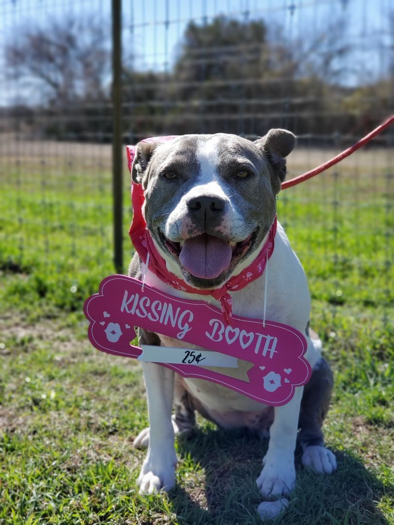 Gracie 20211001, Adoptable, Senior Female Pit Bull Terrier.