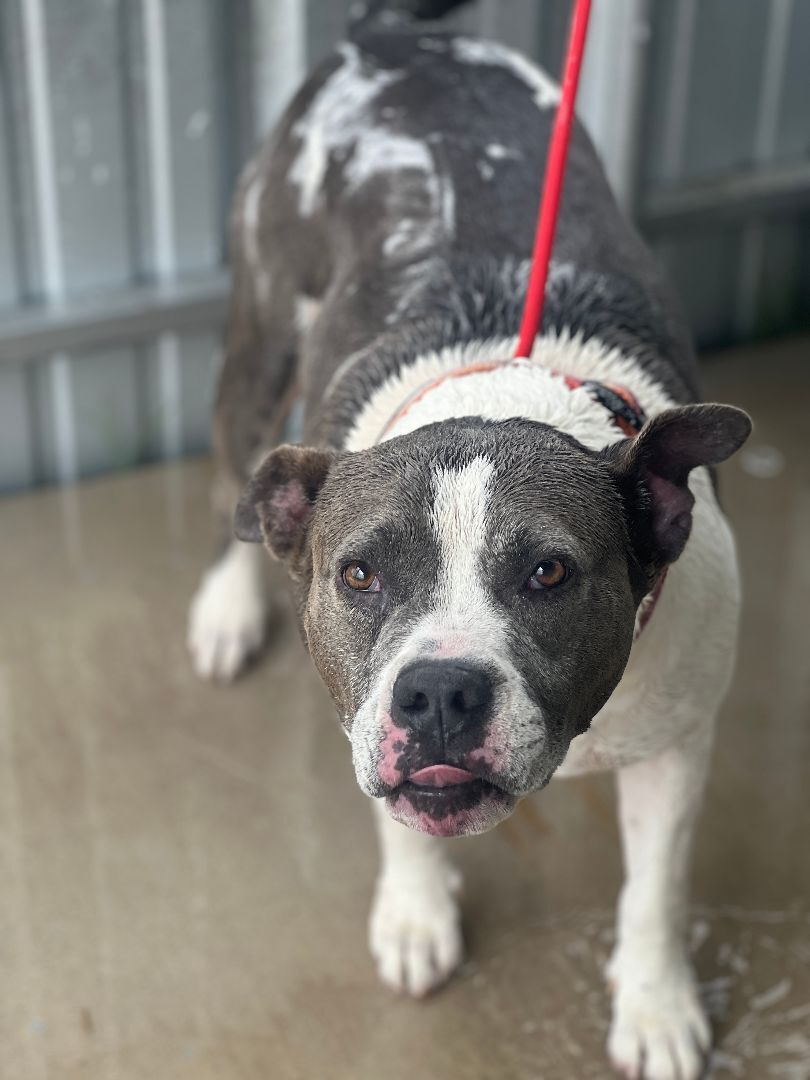 Gracie 20211001, a Adoptable Pit Bull Terrier in Clifton, TX image 3/19