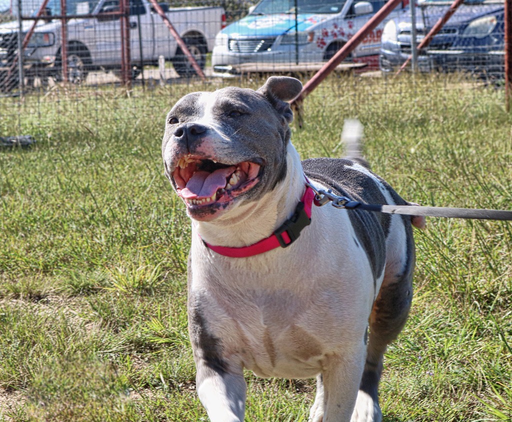 Gracie 20211001, a Adoptable Pit Bull Terrier in Clifton, TX image 4/19