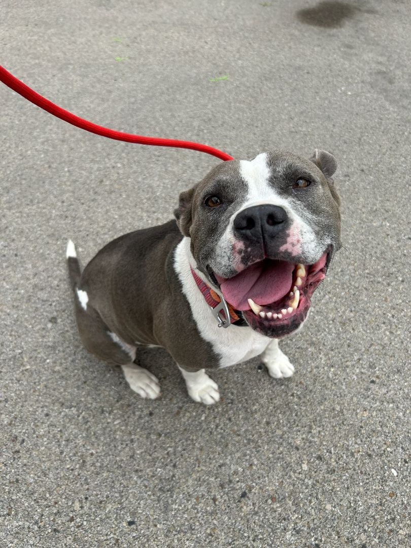 Gracie 20211001, a Adoptable Pit Bull Terrier in Clifton, TX image 5/19