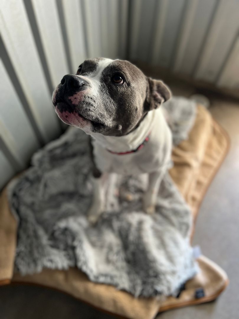 Gracie 20211001, a Adoptable Pit Bull Terrier in Clifton, TX image 6/19