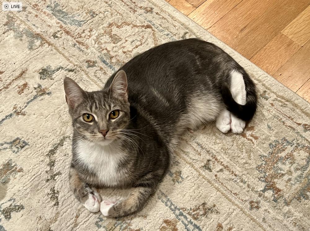 Harissa, Adoptable, Kitten Female Domestic Short Hair.