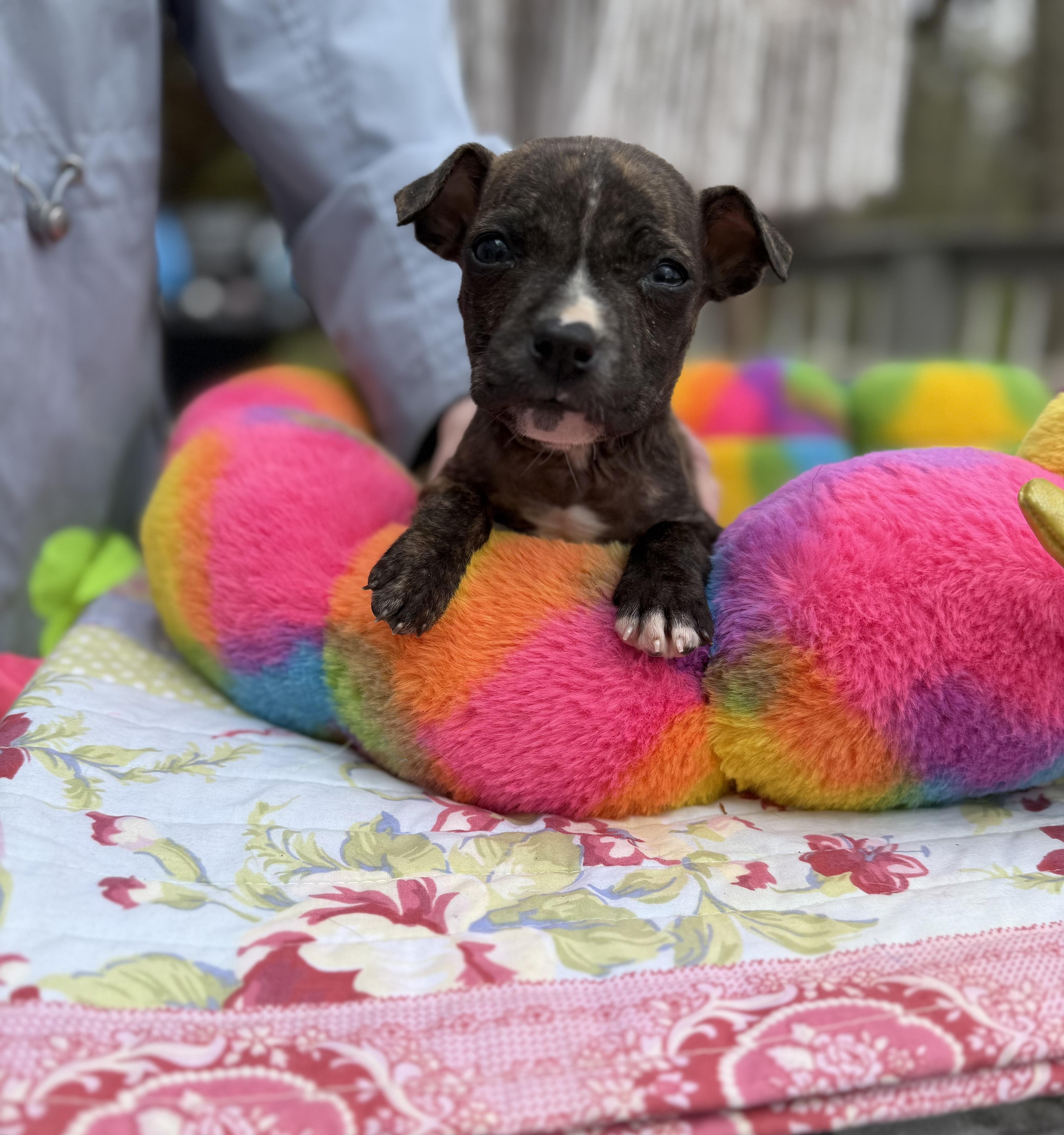 Enlarge Figgie , an adopted mixed breed in White Lake, MI image 1/6