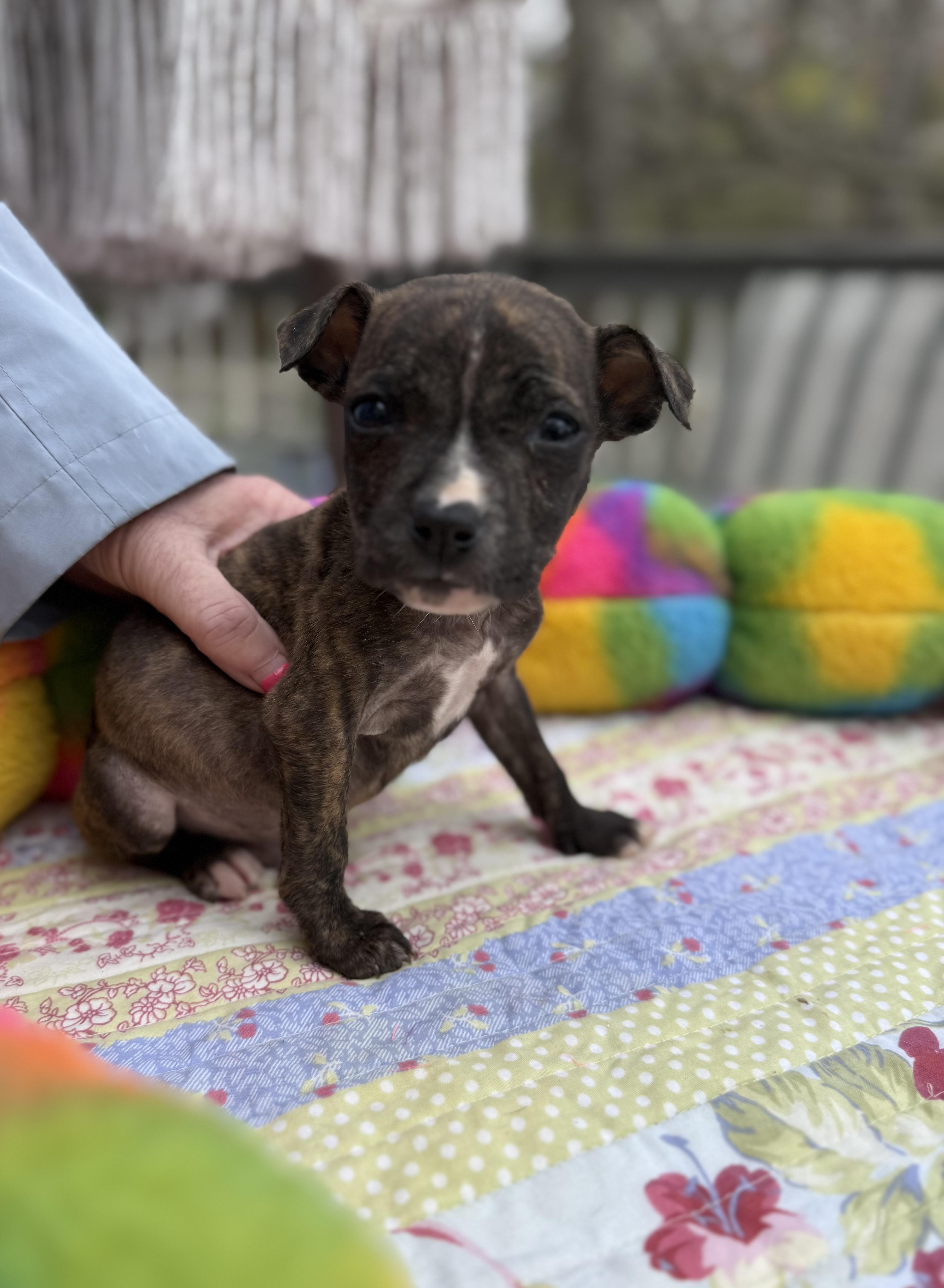 Enlarge Figgie , an adopted mixed breed in White Lake, MI image 5/6