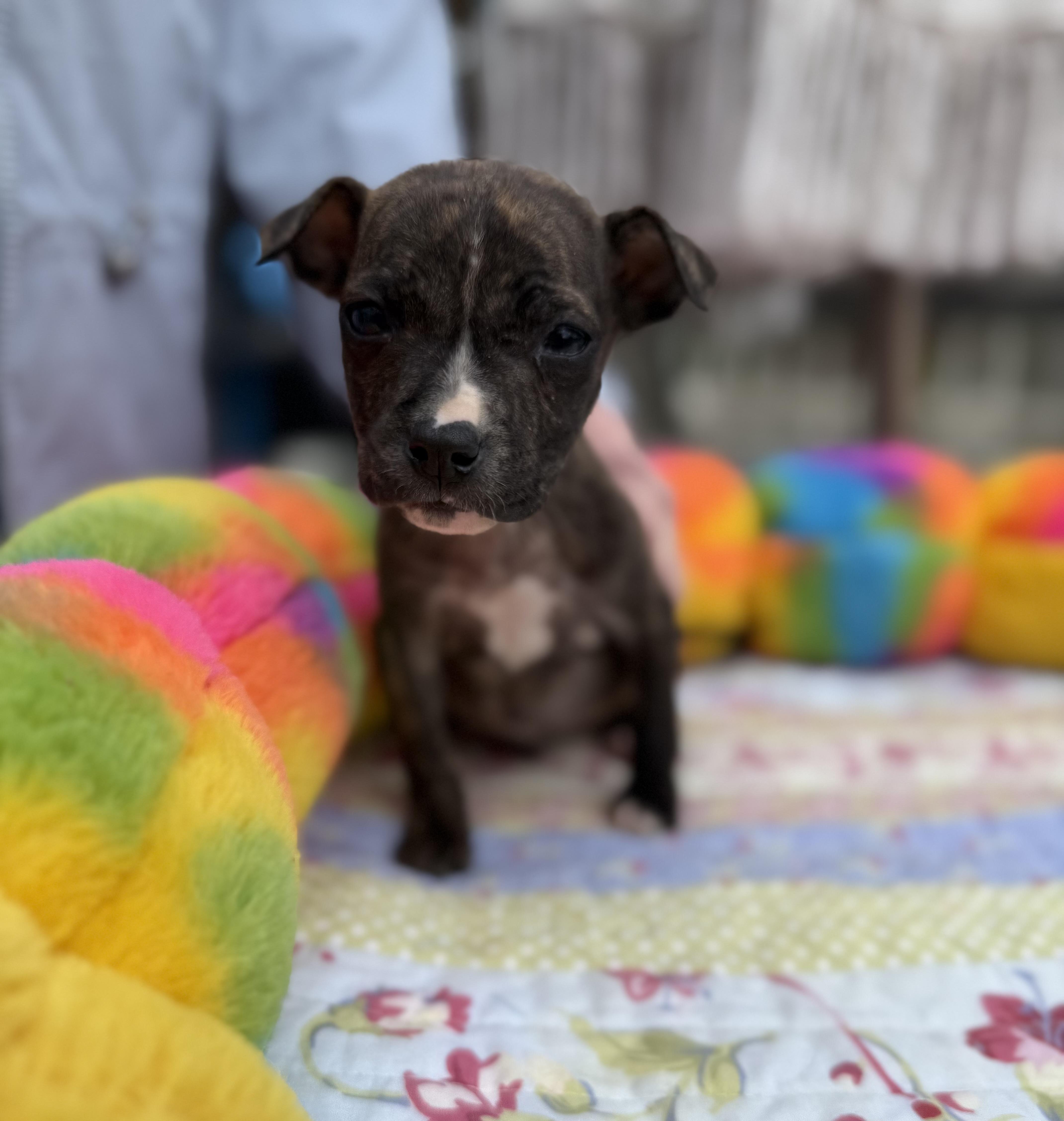 Enlarge Figgie , an adopted mixed breed in White Lake, MI image 6/6