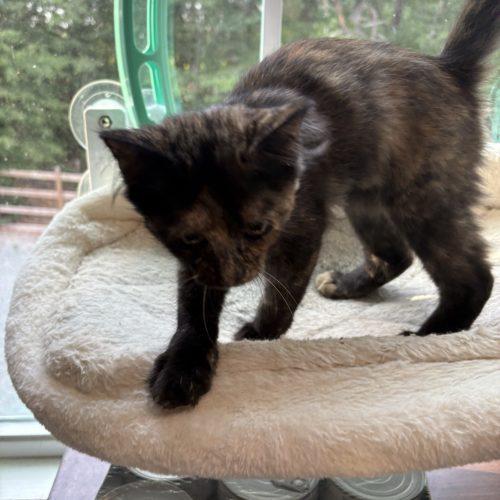 Mavis, a Adoptable Domestic Medium Hair in Charleston, SC image 2/5