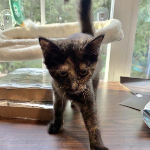 Mavis, Adoptable, Kitten Female Domestic Medium Hair.