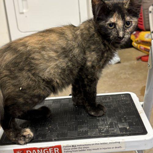 Mavis, a Adoptable Domestic Medium Hair in Charleston, SC image 3/5