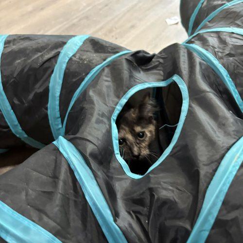 Mavis, a Adoptable Domestic Medium Hair in Charleston, SC image 4/5
