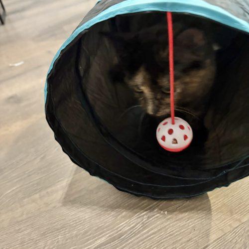 Mavis, a Adoptable Domestic Medium Hair in Charleston, SC image 5/5