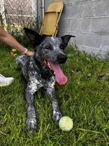 Ace, an adopted Australian Cattle Dog / Blue Heeler in Potsdam, NY image 2/4