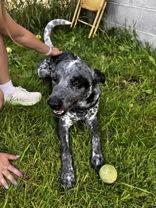 Ace, an adopted Australian Cattle Dog / Blue Heeler in Potsdam, NY image 3/4
