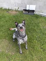 Ace, adopted, Adult Male Australian Cattle Dog / Blue Heeler.