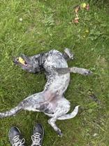 Ace, an adopted Australian Cattle Dog / Blue Heeler in Potsdam, NY image 4/4