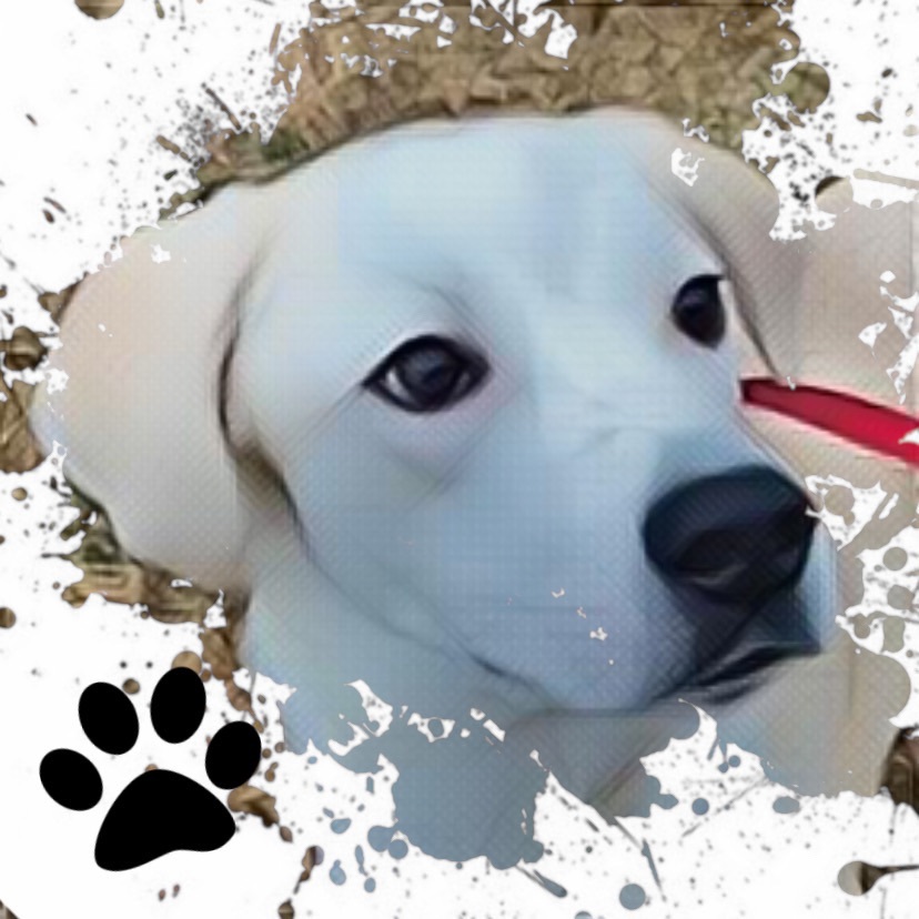 Wally, an adoptable Labrador Retriever, Anatolian Shepherd in Salina, OK, 74365 | Photo Image 1