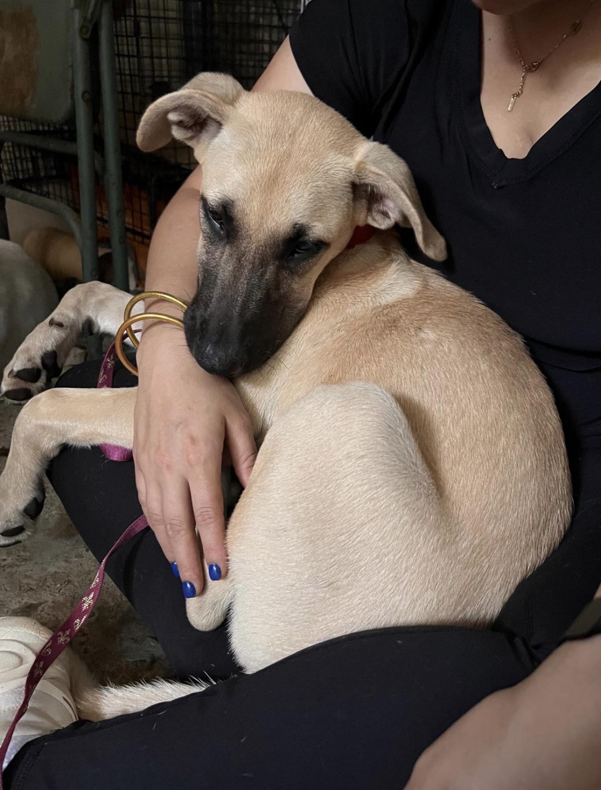 OTTO - calm, sweet, majestic, a Adoptable mixed breed in Annapolis, MD image 3/6