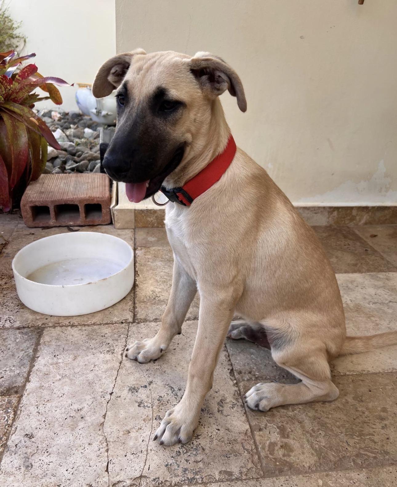 OTTO - calm, sweet, majestic, a Adoptable mixed breed in Annapolis, MD image 2/6