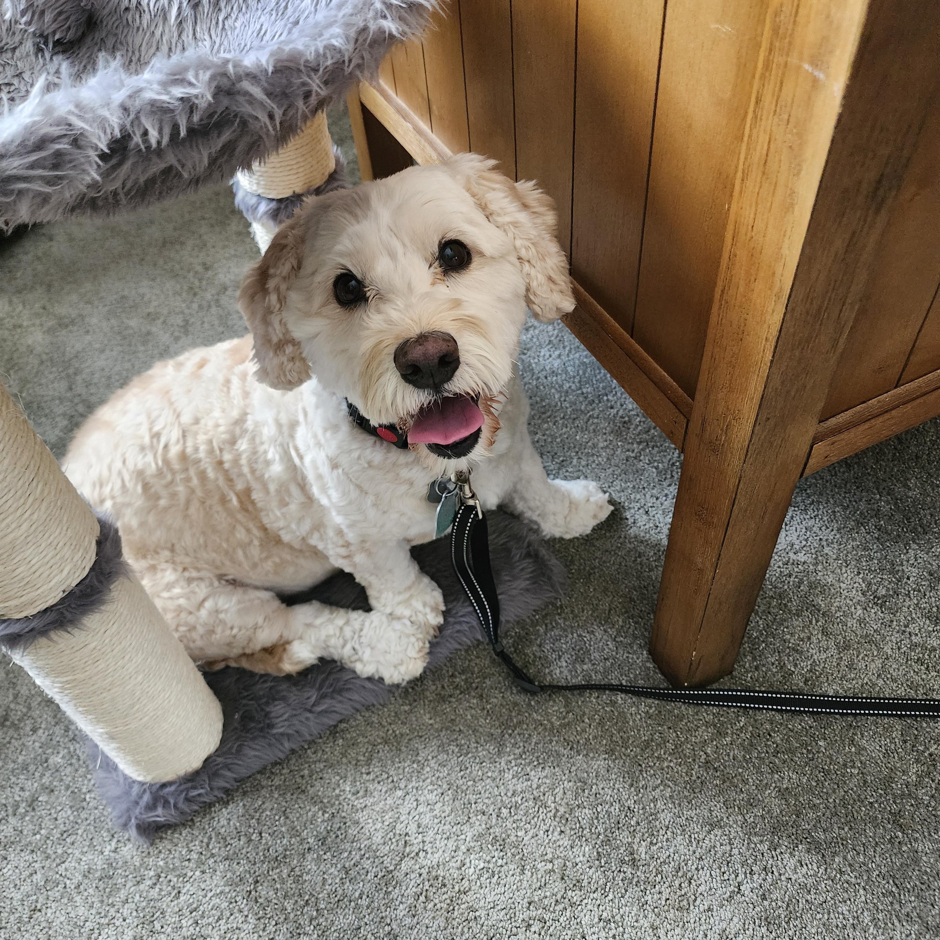 Cachi, Adopted, Adult Male Maltese & Miniature Poodle.