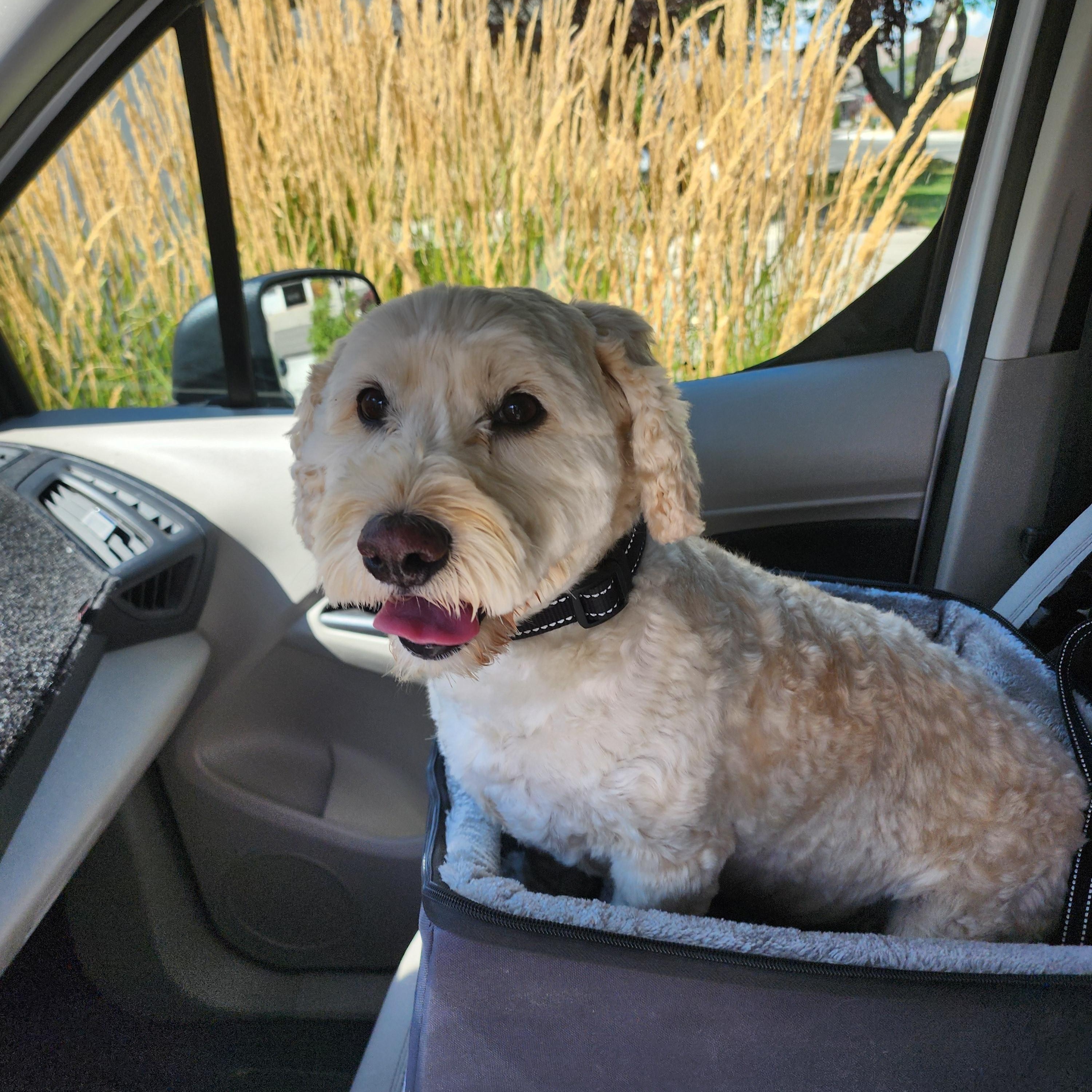 Cachi, a Adopted mixed breed in Carson City, NV image 4/4