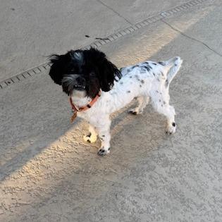Oakley, Adoptable, Young Male Shih Tzu & Mixed Breed.