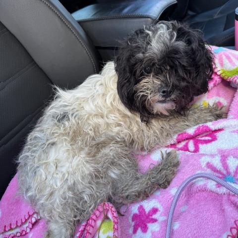 Oakley, a Adoptable mixed breed in Jacksonville, FL image 2/3