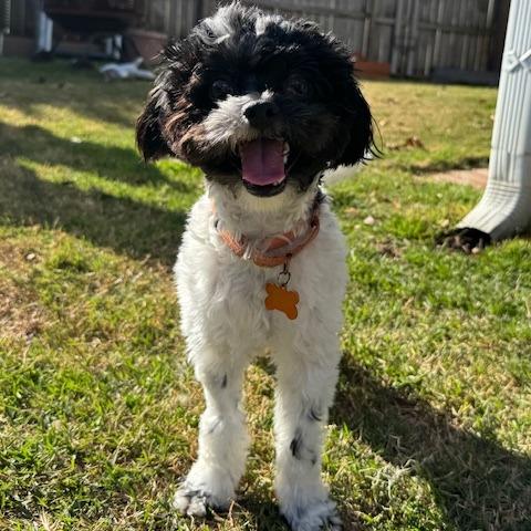 Oakley, a Adoptable mixed breed in Jacksonville, FL image 3/3