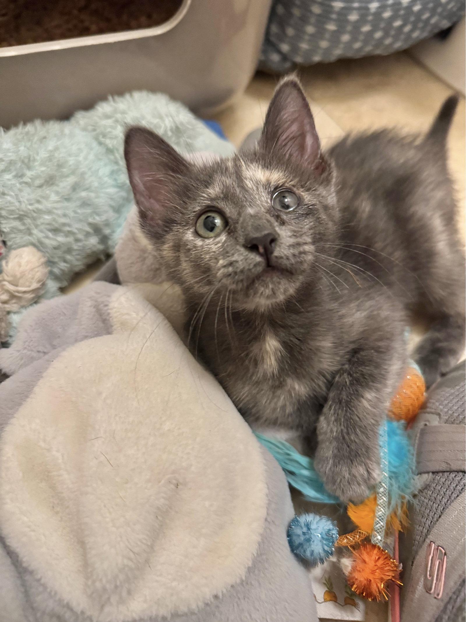 Lemon Drop Martini, Adopted, Kitten Female Dilute Calico & Domestic Short Hair.