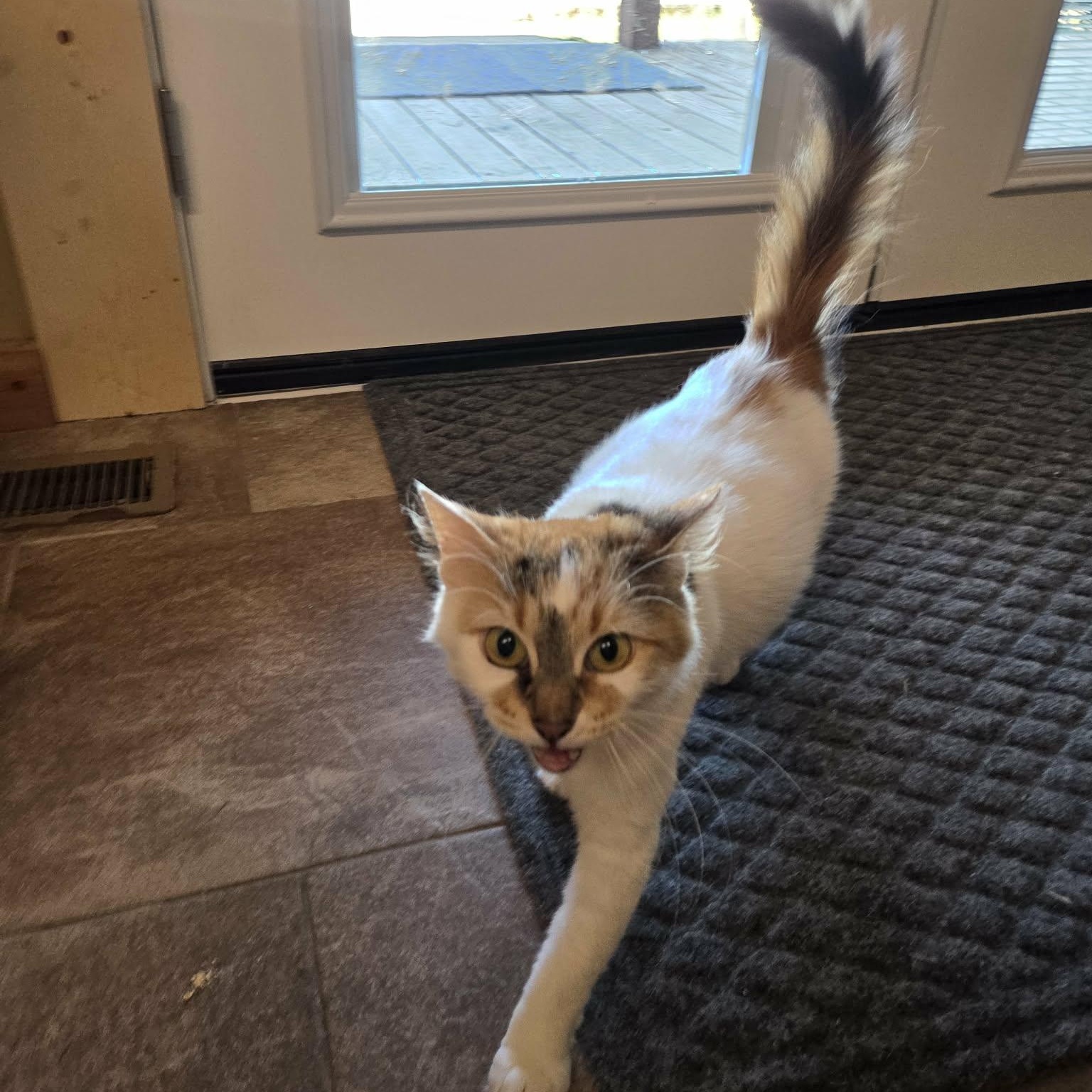 Enlarge Clover, a Adopted Domestic Medium Hair in Lancaster, KY image 5/6