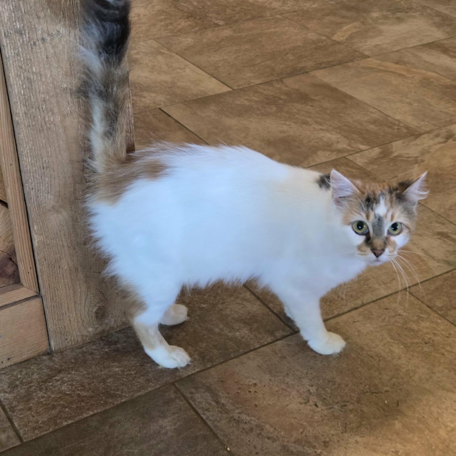 Enlarge Clover, a Adopted Domestic Medium Hair in Lancaster, KY image 6/6