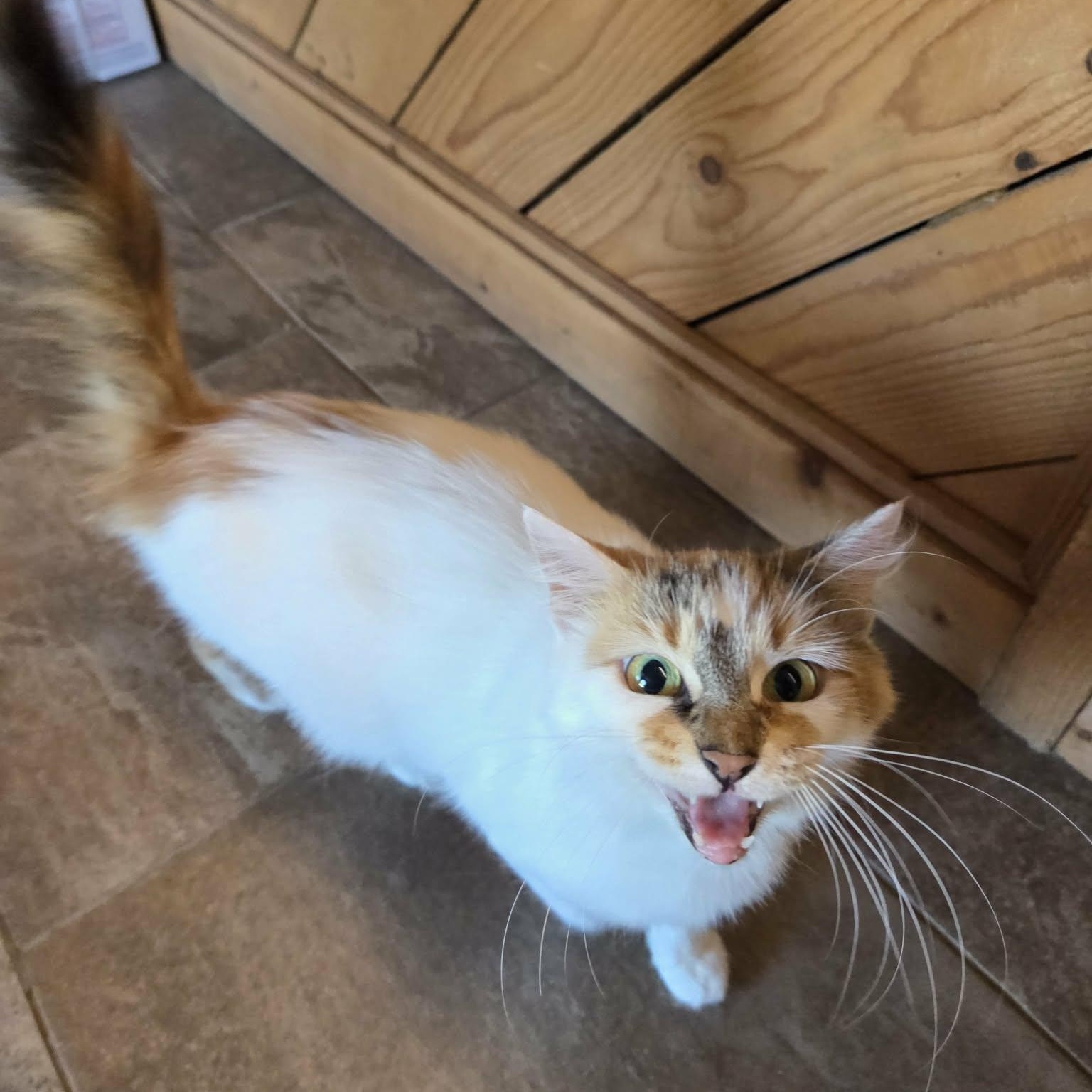 Clover, Adopted, Adult Female Domestic Medium Hair.