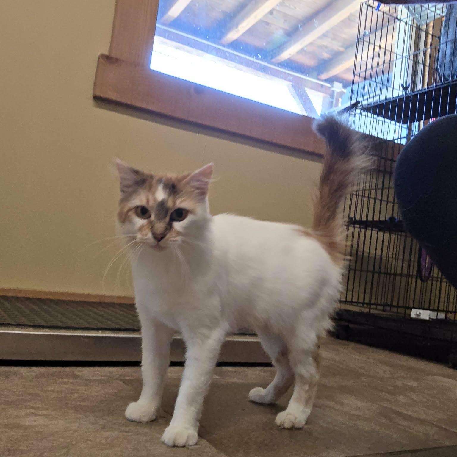 Enlarge Clover, a Adopted Domestic Medium Hair in Lancaster, KY image 4/6