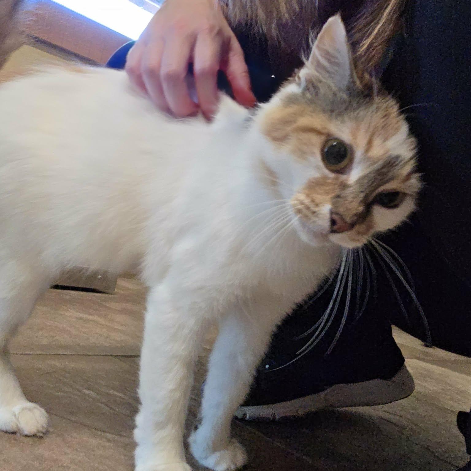 Enlarge Clover, a Adopted Domestic Medium Hair in Lancaster, KY image 3/6