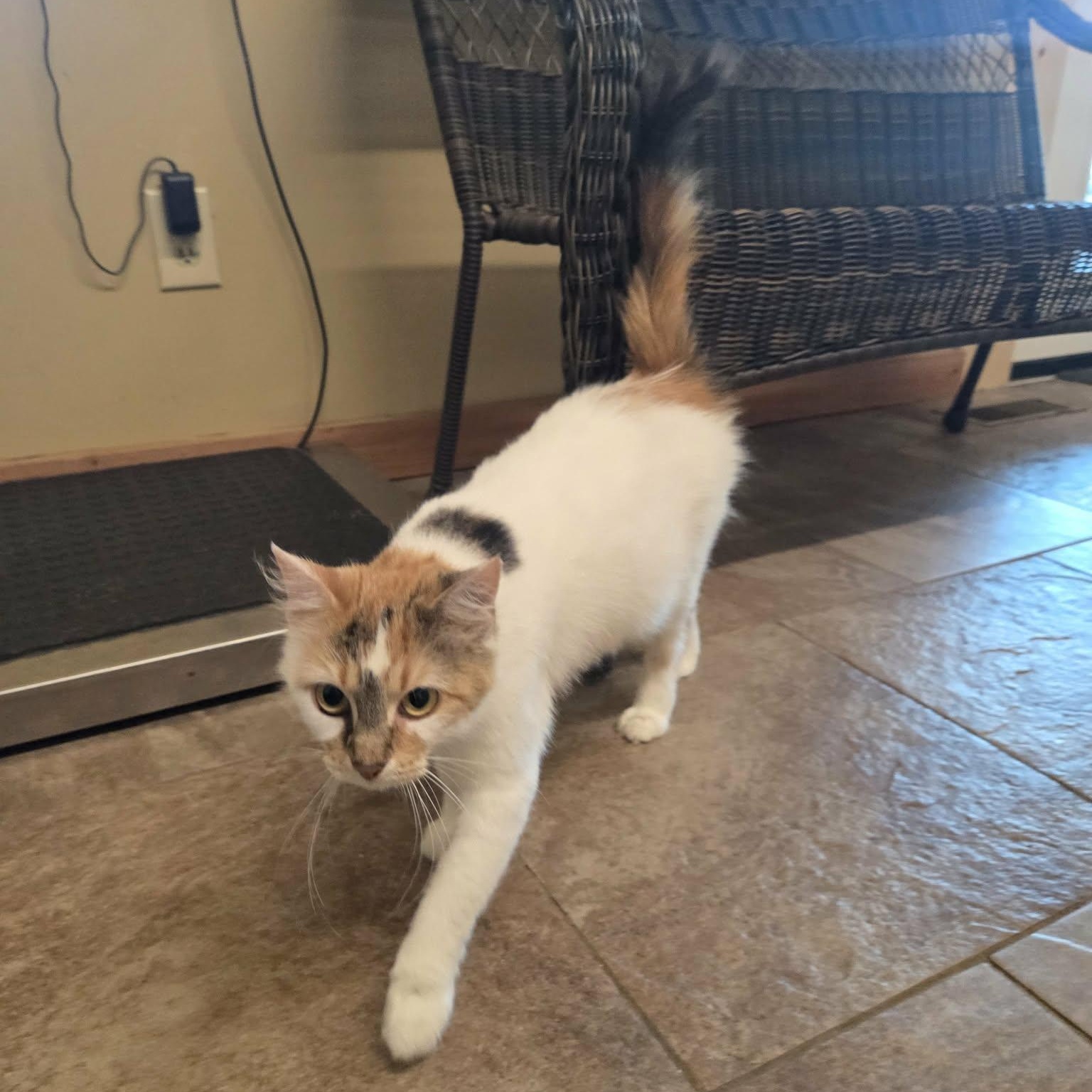 Enlarge Clover, a Adopted Domestic Medium Hair in Lancaster, KY image 2/6