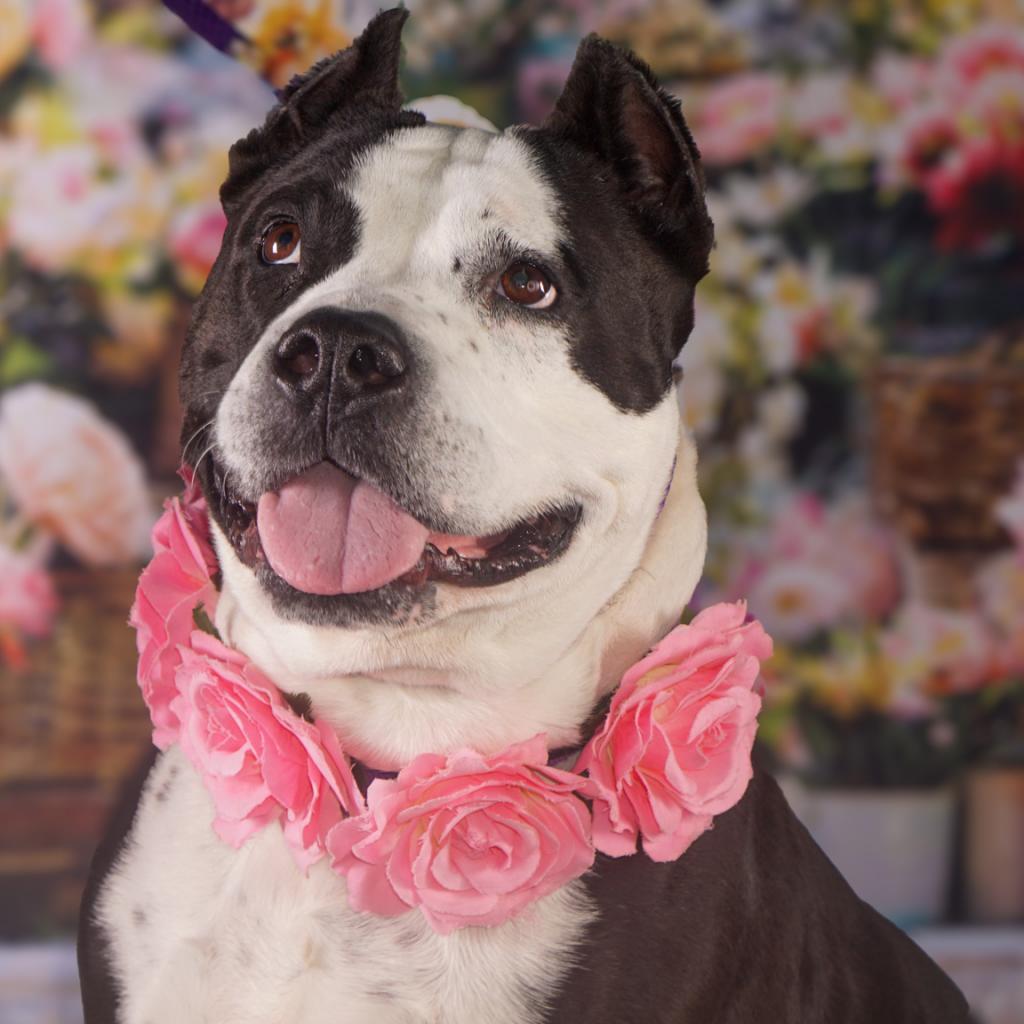 Hope, Adoptable, Adult Female Mixed Breed.