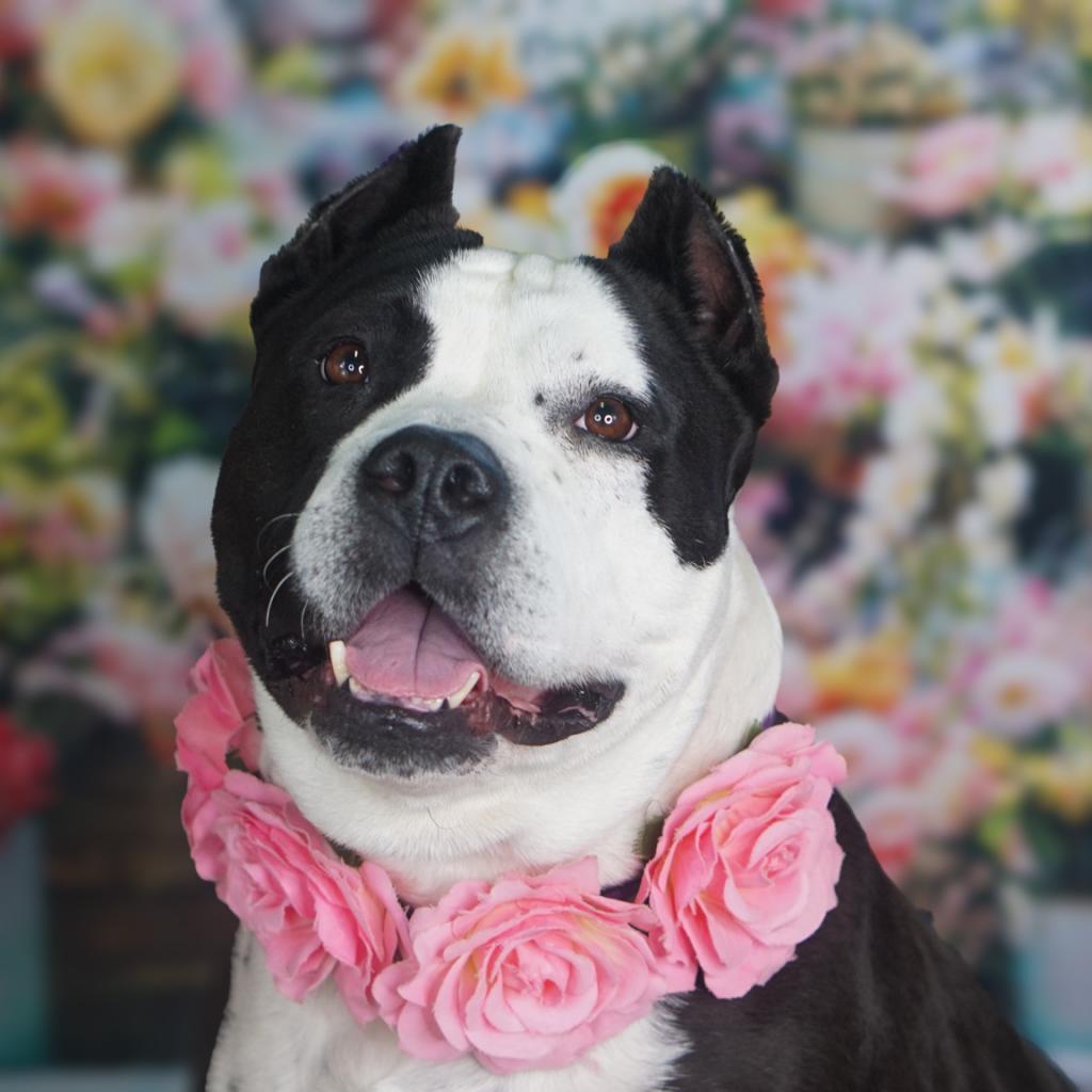 Enlarge Hope, a Adoptable Mixed Breed in Edwardsville, IL image 2/6