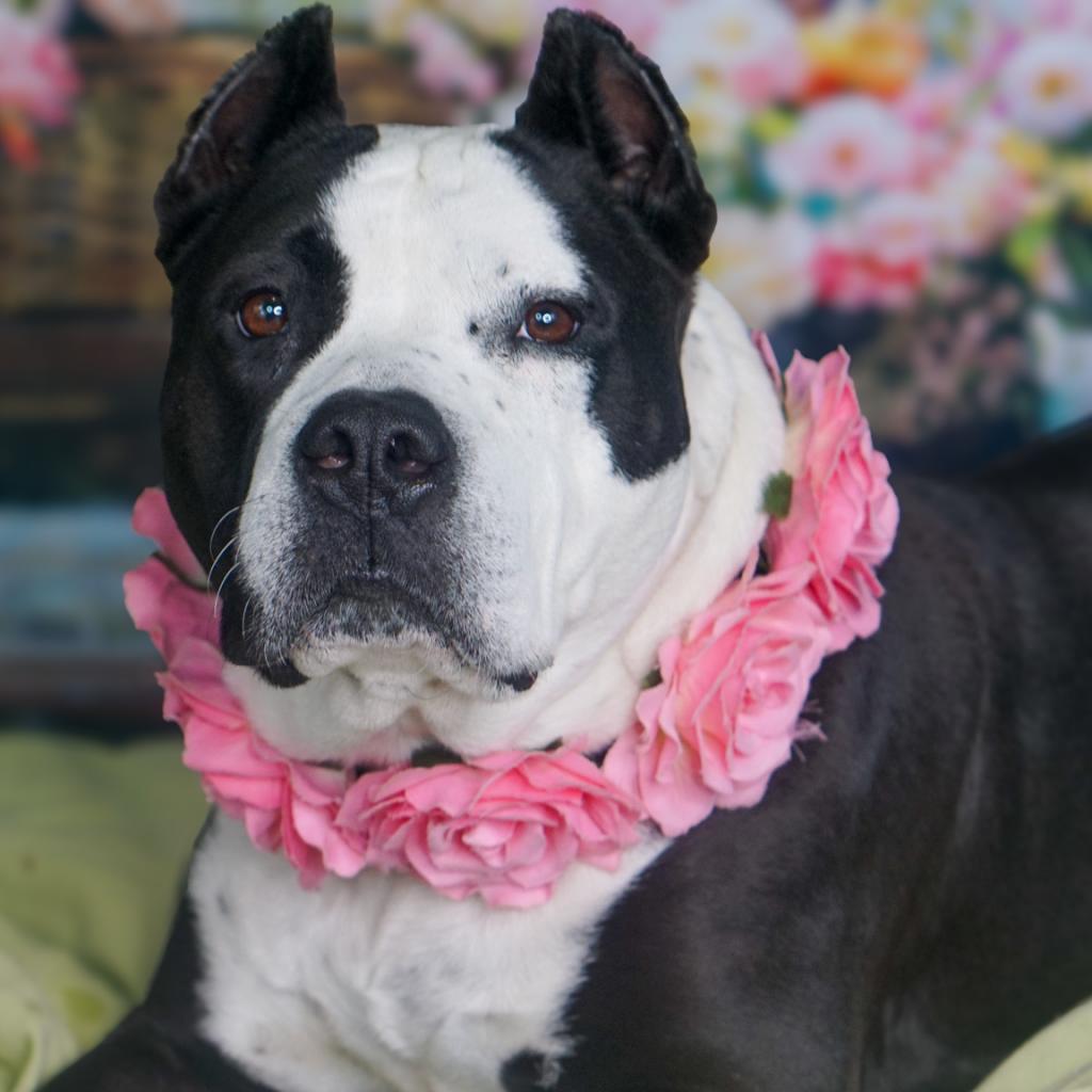 Enlarge Hope, a Adoptable Mixed Breed in Edwardsville, IL image 3/6