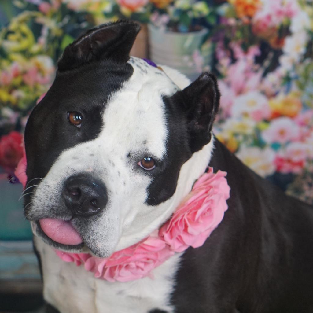 Enlarge Hope, a Adoptable Mixed Breed in Edwardsville, IL image 6/6