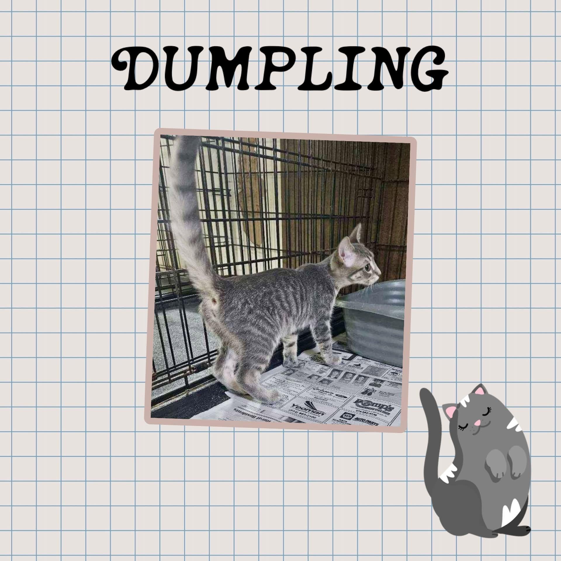 Enlarge Dumpling, a ADOPTABLE Domestic Short Hair in Monticello, IN image 1/1