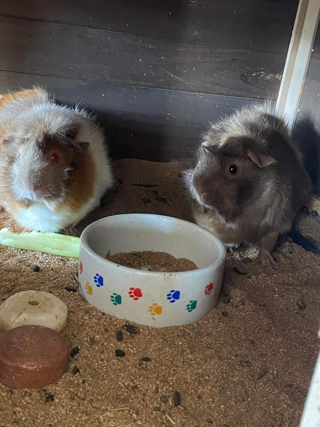 Peanut & Blossom, Adoptable, Adult Female Guinea Pig.