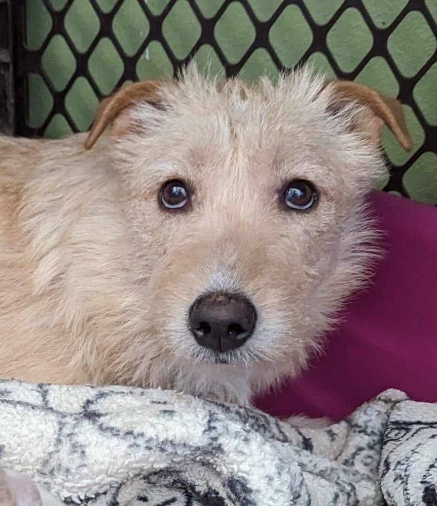 Wasabi, a Adoptable mixed breed in San Diego, CA image 2/3