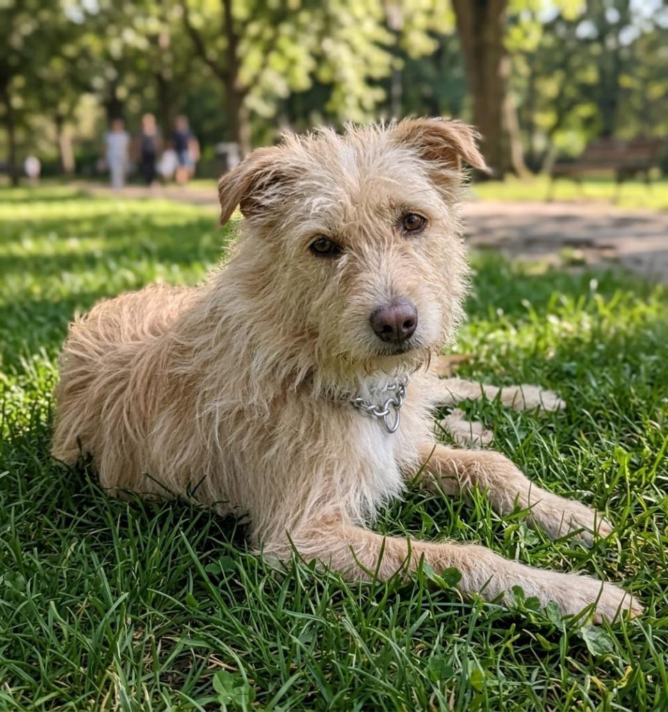 Enlarge Wasabi, a Adoptable mixed breed in San Diego, CA image 3/4